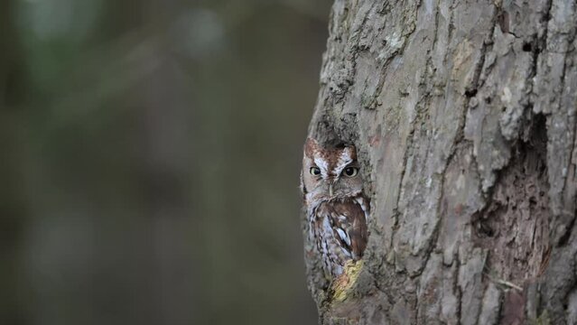 Handheld footage of a red morph Eastern Screech owl sitting in a tree