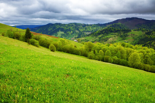 grassy alpine meadow on the hill. mountainous rural landscape in spring on an overcast day. carpathian countryside of ukraine