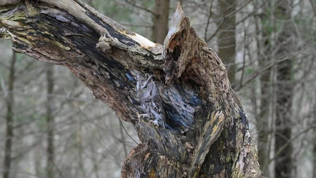 Greay Eastern screech owl sitting in a tree truck on Ontario
