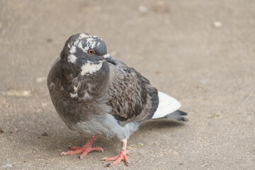 Pigeons in the park. Close-up.