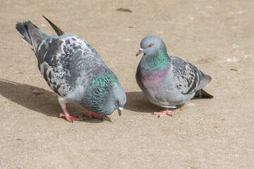 Pigeons in the park. Close-up.