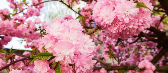 closeup of japanese cherry in full blossom. branch of pink sakura in morning light. spring has come