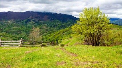 Fototapeta na wymiar wooden fence near the trees on the grassy hill. mountainous rural landscape of ukraine in spring. carpathian countryside on an overcast day