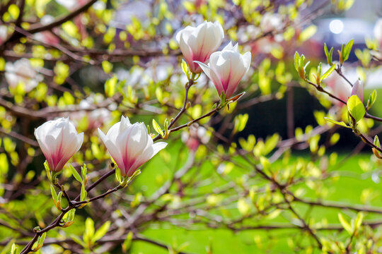 branch of magnolia in full blossom in morning light. spring nature background in the park