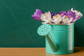 Crocuses in a watering can standing on a table in front of a chalkboard - 772940482