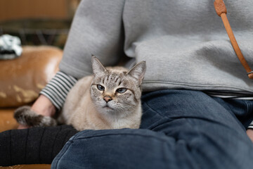 飼い主に寄り添う猫　シャムトラ猫