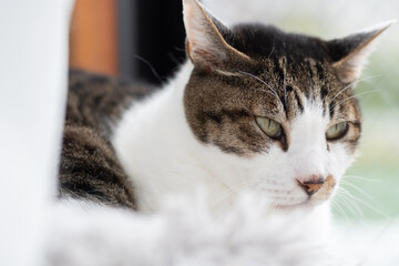 猫の視線　キジトラ猫