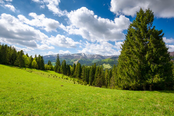 coniferous forest on the grassy hills and meadows of the carpathian countryside in spring. mountainous landscape of ukraine with snow capped tops of borzhava range in the distance on a sunny day