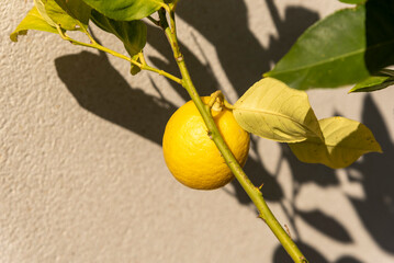 Close-up of the branch of a lemon tree with a beautiful lemon hanging in the sunlight on a beige background.