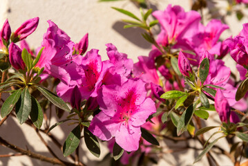 Close-up detail of a blooming azalea with many bright pink flowers and beautiful green leaves on a beige background illuminated by the sunlight in springtime
