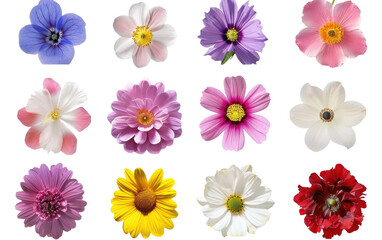 Array of Exquisite Blooms isolated on transparent Background