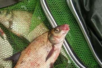 Successful fishing - big freshwater bream fish on keepnet with fishery catch in it..