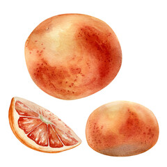 Fototapeta premium Pink ripe grapefruits watercolor illustration isolated on white. Set of whole and slice grapefruit hand drawn. Orange citrus fruit botanical style drawing. Design element for packaging