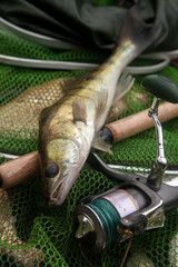 Freshwater zander and fishing rod with reel on keepnet with fishery catch in it..