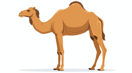 Camel isolated on white background flat vector