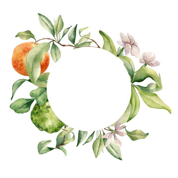 Circle frame with assorted citrus ripe. White flowers and fruit tree branches watercolor illustration isolated. Hand drawn grapefruit and jasmine in botanical sketch style for print products, package