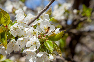 Close up view of working honeybee on white flower of sweet cherry tree. Collecting pollen and...
