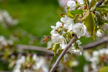 Working honeybee flying over the white flower of sweet cherry tree. Bee looking pollen and nectar...