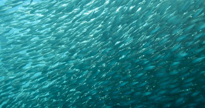 A school of sardines forms a ball to hide from the shark. A flock herd  of millions of fish swirls around the camera and corals. Seascape with a baitball of sardine fish in the Caribbean Sea