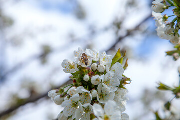 Close up view of working honeybee on white flower of sweet cherry tree. Collecting pollen and...