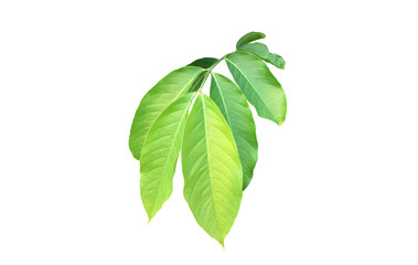 Obraz premium Isolated green leaves of lagerstroemia speciosa or queen crepe myrtle on white background with clipping paths