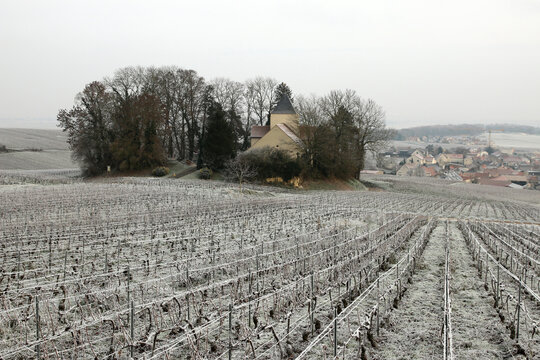 Vignoble de Champagne de la Montagne de Reims
