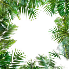Fototapeta na wymiar Tropical frame with exotic jungle palm plants, palm leaves, and empty space for text, copy space transparent background. PNG, cutout, or clipping path.