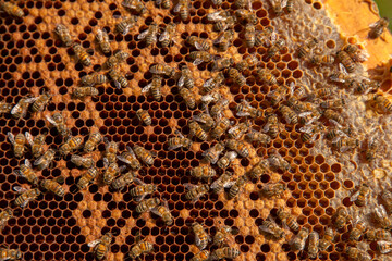 Working bees in a hive on honeycomb. Bees inside hive with sealed and open cells for their young..