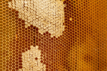 Fresh honey in cells as background. Close up view of honeycomb with sweet honey..