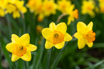Obraz premium many yellow flowers are blooming on the ground in the garden