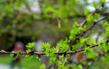 a branch of an evergreen tree with little leaves blowing in the wind