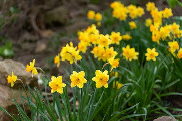 a cluster of yellow flowers in front of some rocks on the ground