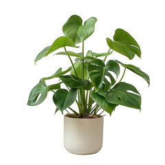exotic topical houseplant in a green vase, isolated on a transparent background with a clipping path. Home garden decor plant on a white background - obrazy, fototapety, plakaty