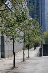 Fototapeta premium 都心建築探訪 汐留あたり