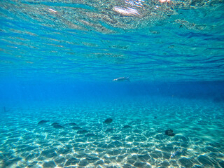 Fototapeta na wymiar Shoal of Sargos or White Seabream swimming at the coral reef in the Red Sea, Egypt..
