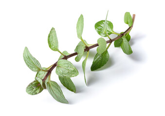fresh Oregano herb isolated on white background.