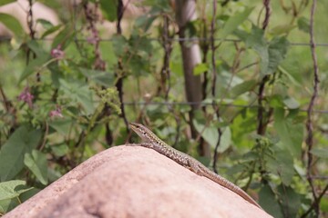 A common lizard on a rock with green leaves background
