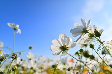 White cosmos bloom in a vast sea beneath a cerulean sky. Like an idyllic painting, the scene...