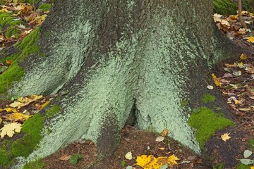 Closeup of green lichen growing on tree trunk in autumn.