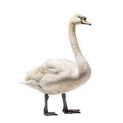 swan standing isolated on white background