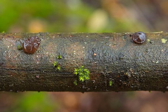 Closeup of jelly fungus growing on tree branch in autumn.