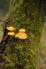Mushrooms growing on tree trunk in forest in autumn.