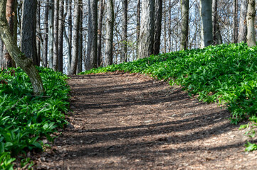 Forest path with wild garlic