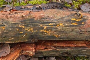 Closeup of dead tree trunk covered with orange fungus in autumn.