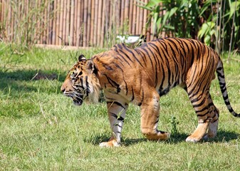 Sumatran Tiger on the prowl