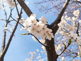 white cherry blossom.