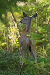 White-tailed deer (Odocoileus virginianus) in forest in summer.