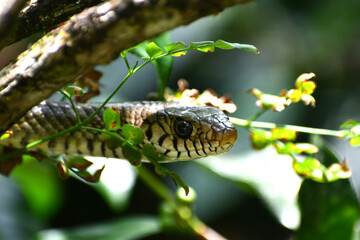 Rat snake Sri Lanka. Black rat snake stock images.