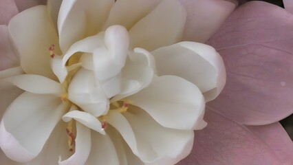 Close-up White Magnolia Flower Petals Texture