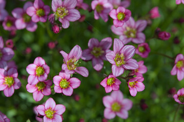Obraz premium Many delicate small pink blossoms in nice sunlight